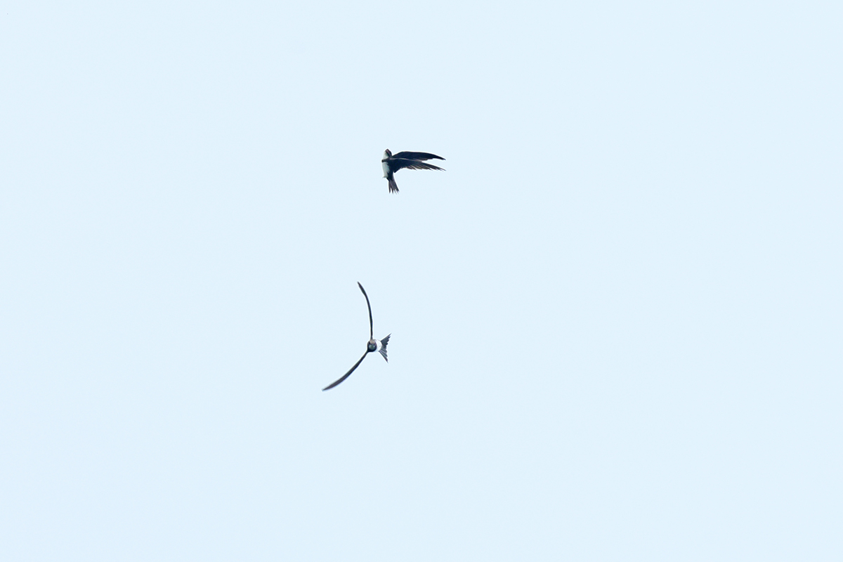 juin (2)