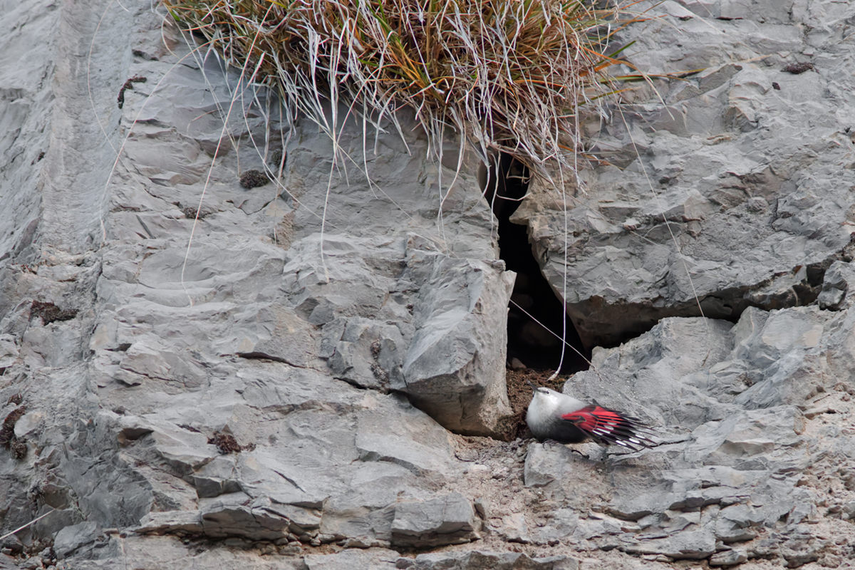 tichodrome le 15 12 2025 (20)