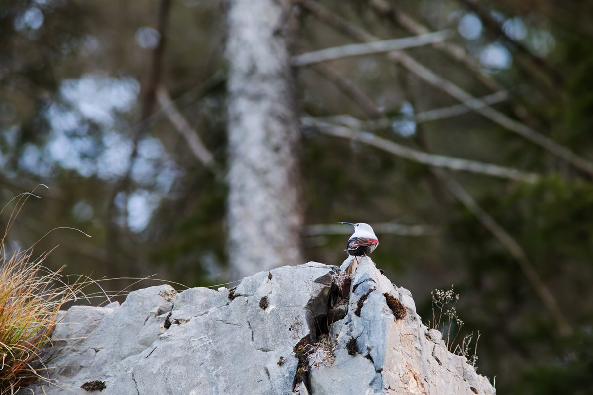 tichodrome le 15 12 2025 (28)