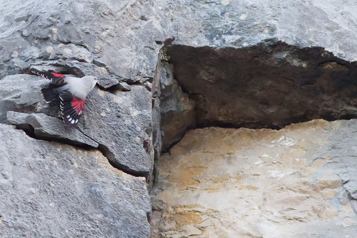 tichodrome le 15 12 2025 (60)