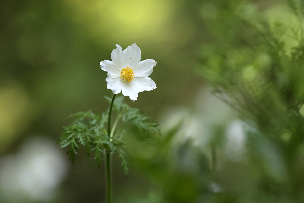 anemone des alpes pierre qui tourne (3)