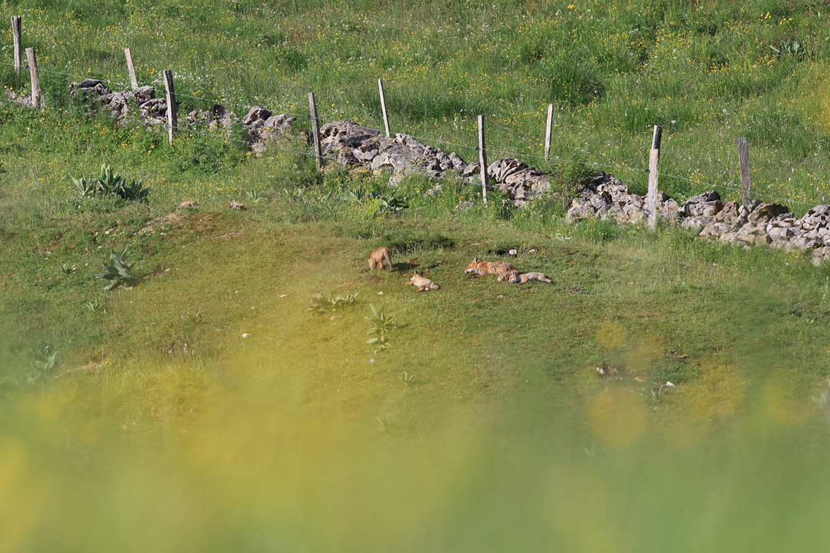 portée renardeaux terrier marmottes 18 06 2024 (18)