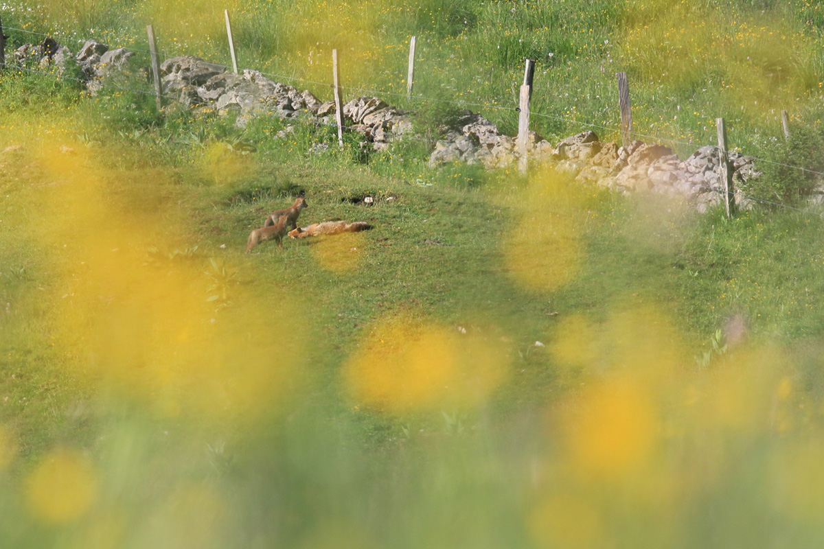 portée renardeaux terrier marmottes 18 06 2024 (20)