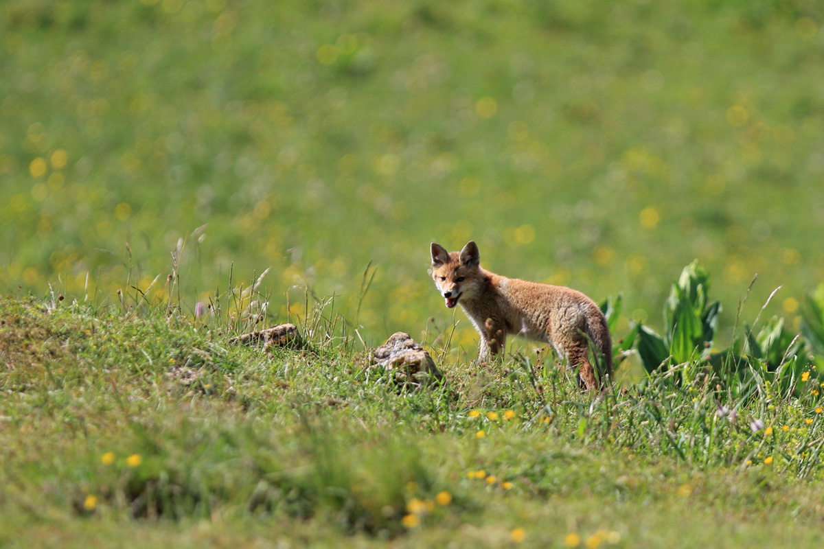 portée renardeaux terrier marmottes 18 06 2024 (9)