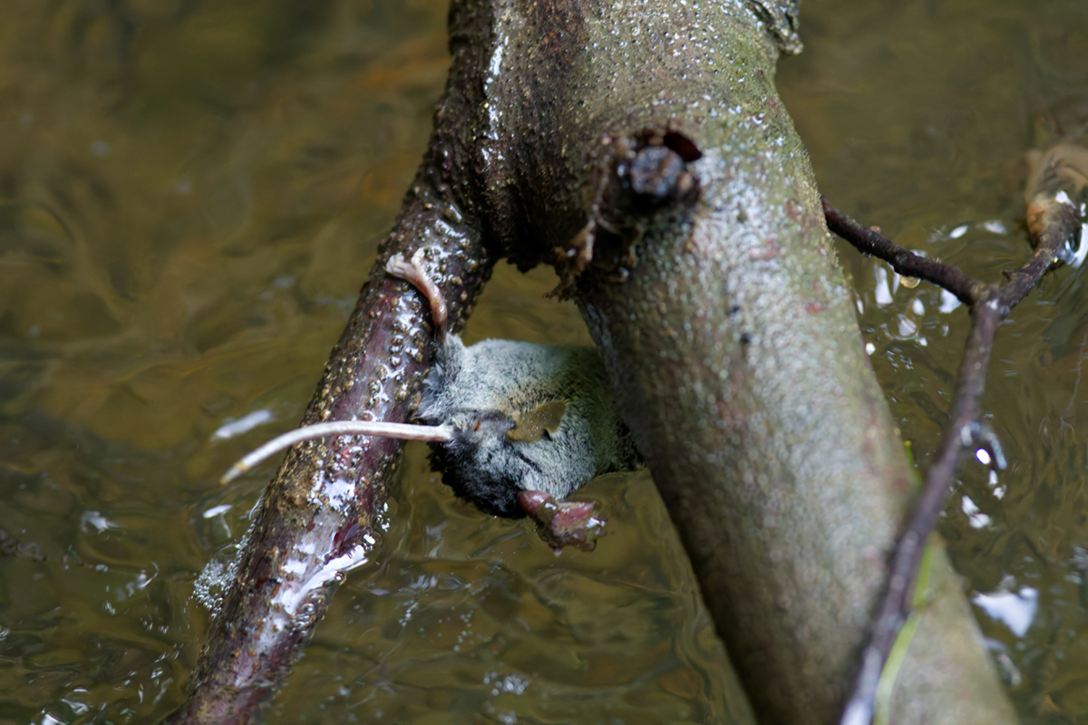 crossope aquatique