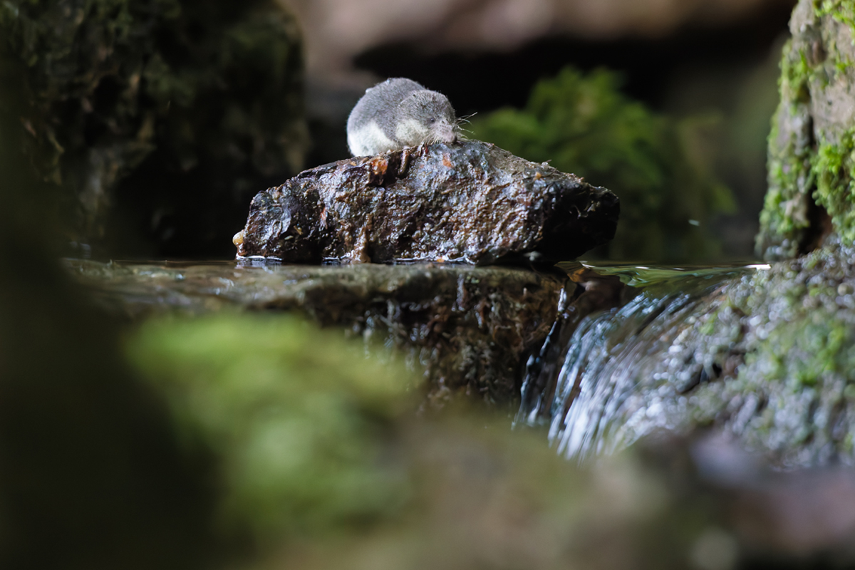 crossope aquatique