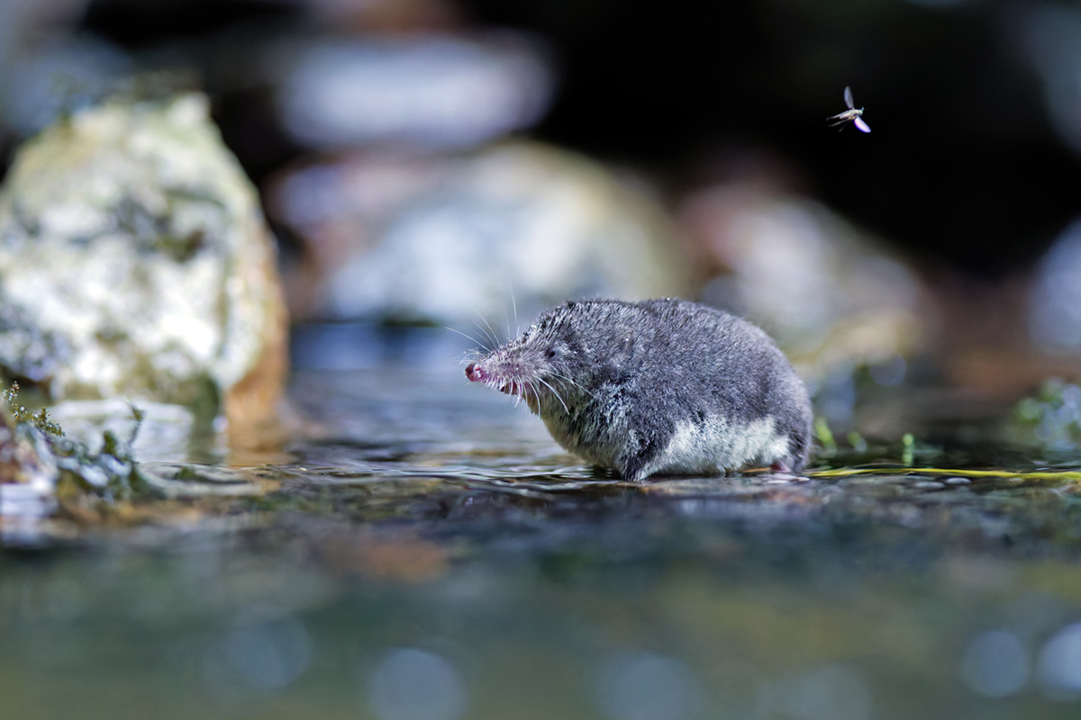 crossope aquatique