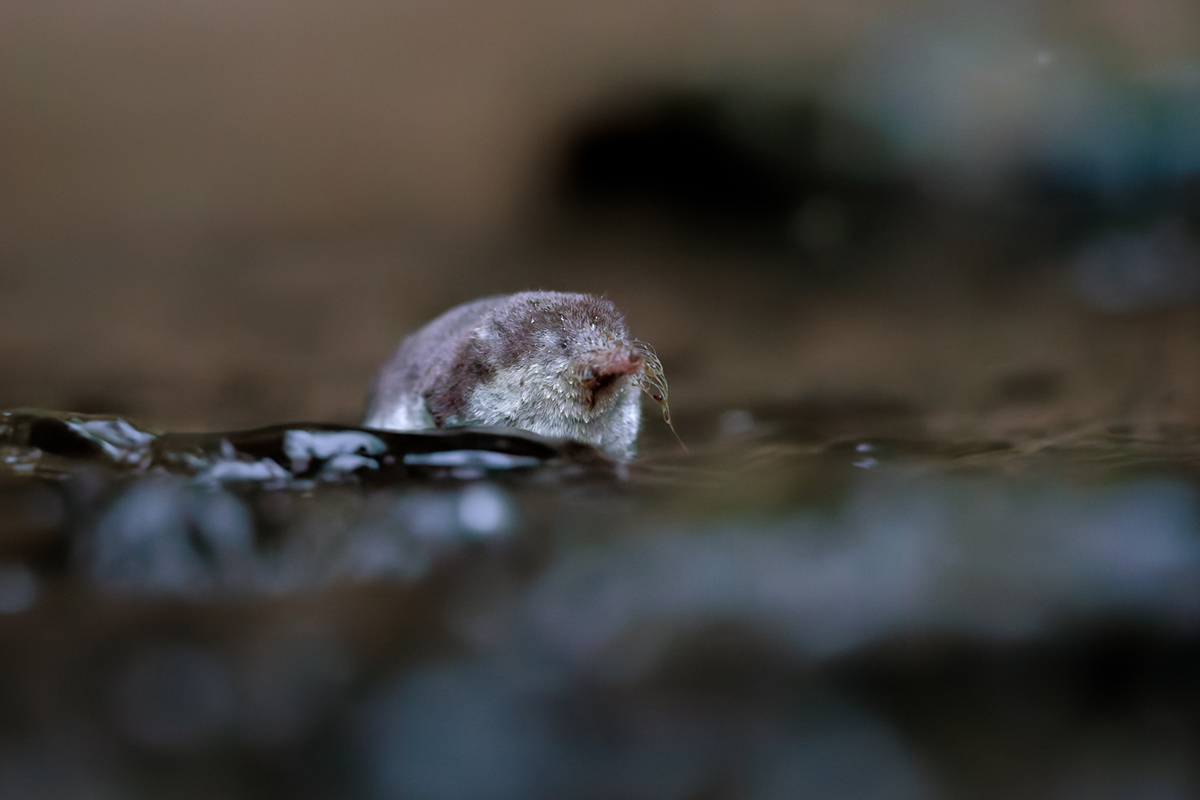 crossope aquatique