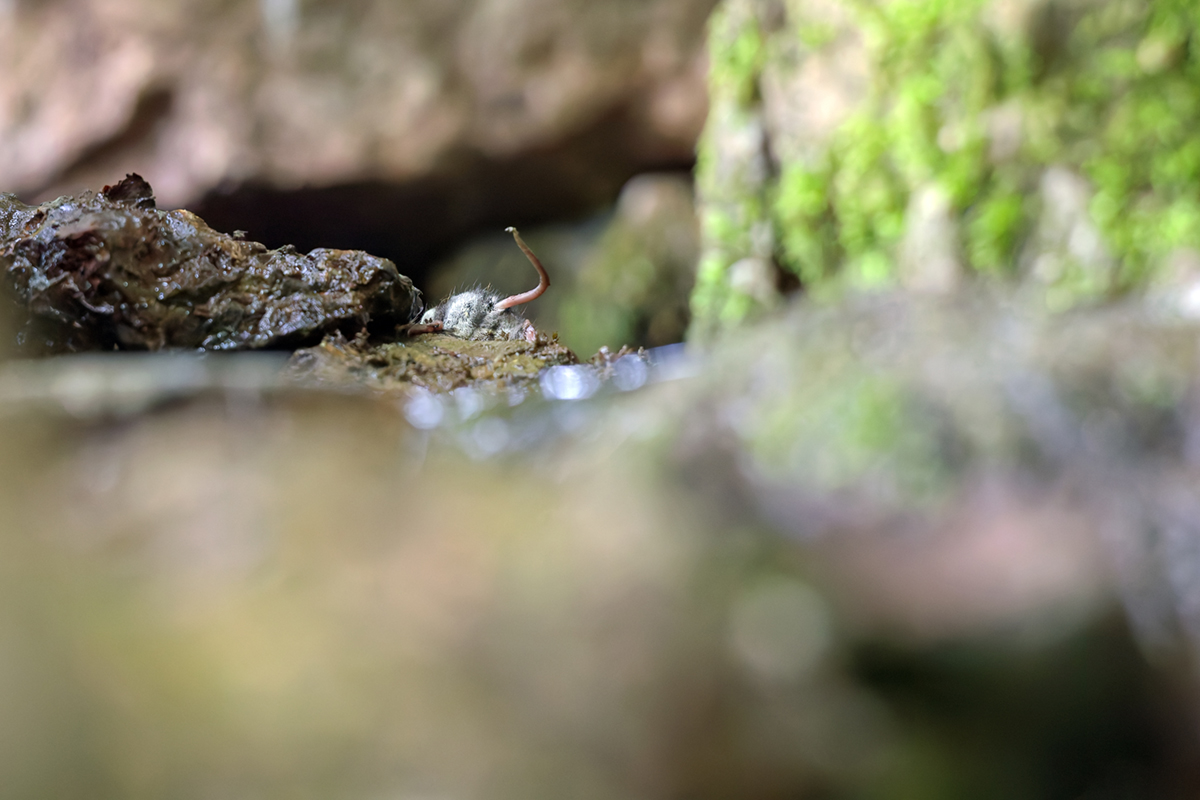 crossope aquatique