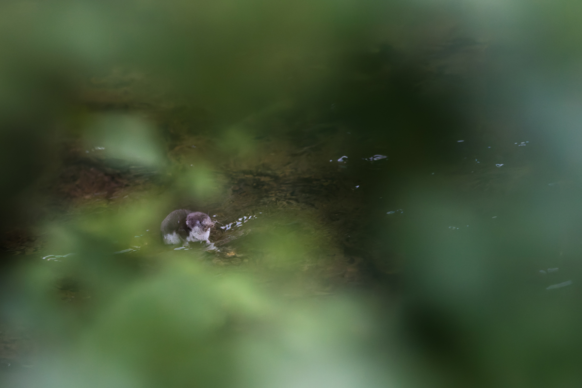 crossope aquatique torrent