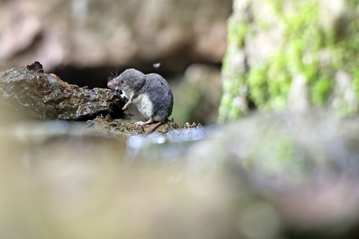 crossope aquatique ruisseau jura