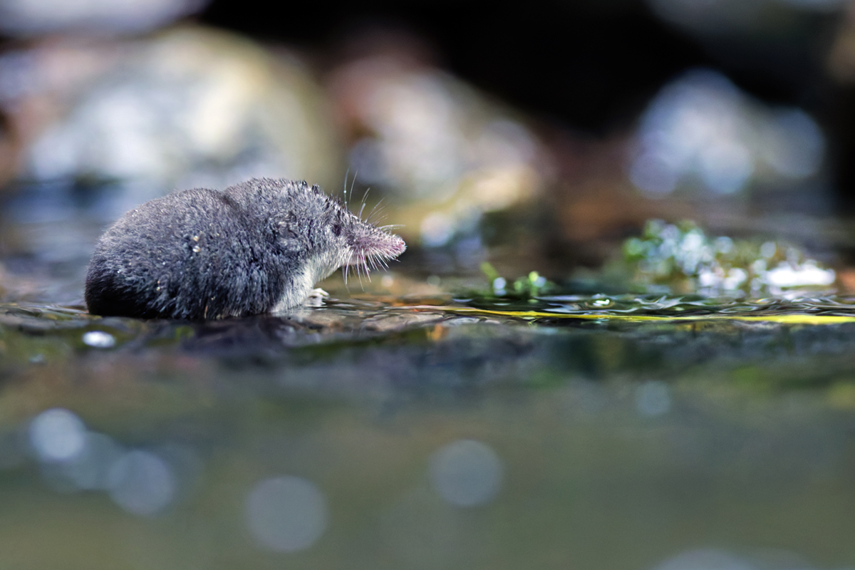 crossope aquatique ruisseau