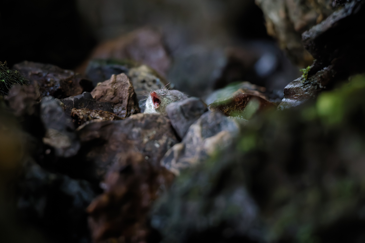 crossope aquatique neomys jura ruisseau repas
