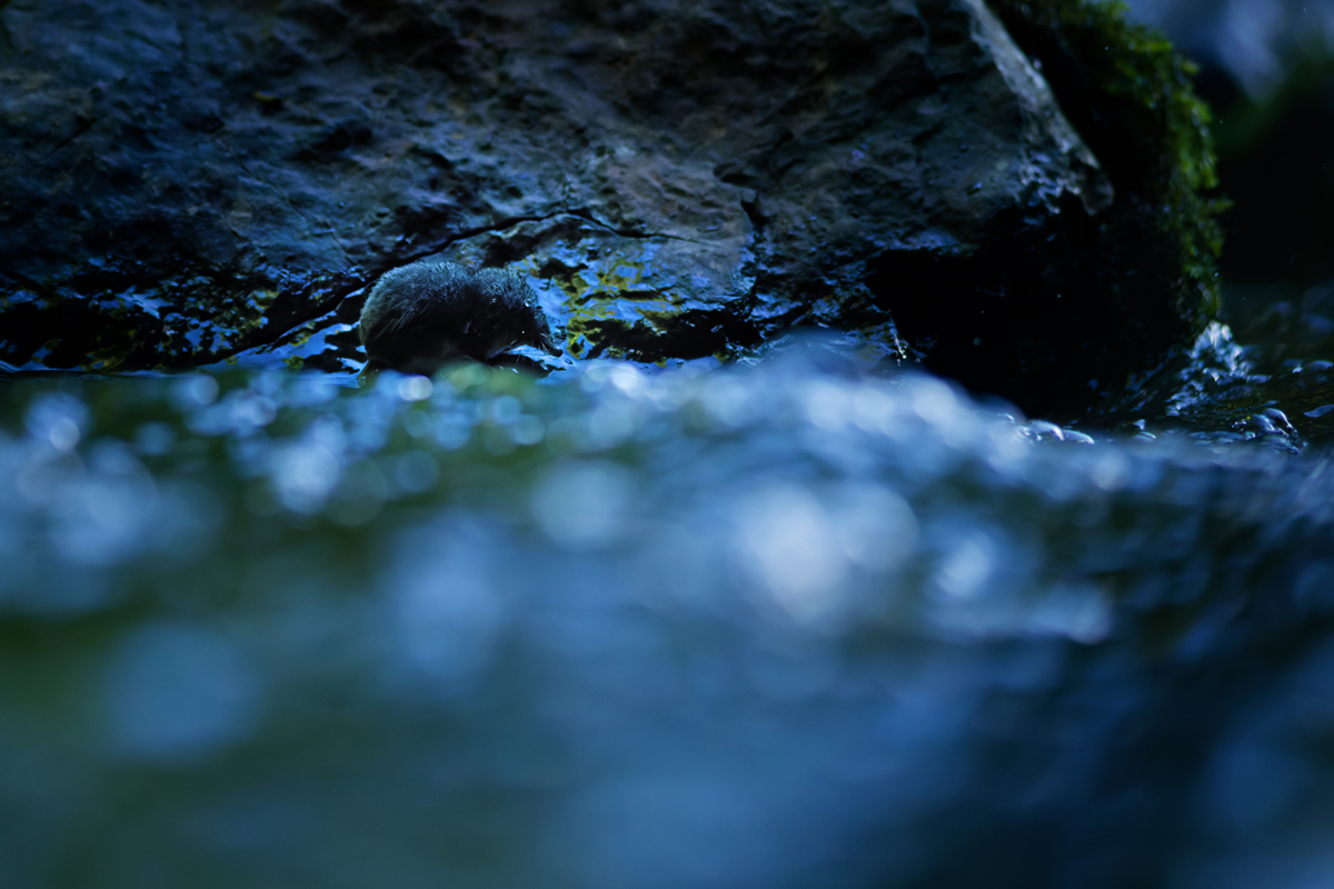 crossope aquatique neomys nage