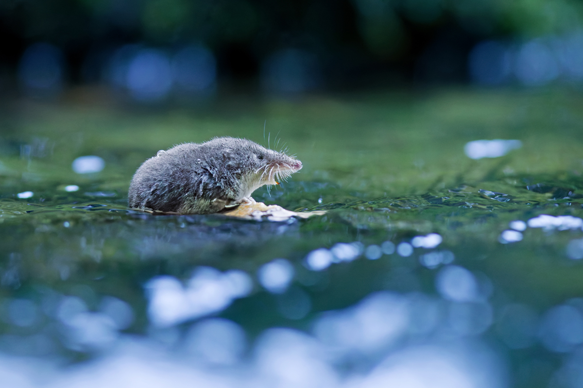 crossope aquatique neomys chasse