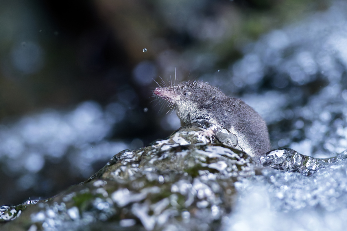 crossope aquatique neomys chasse