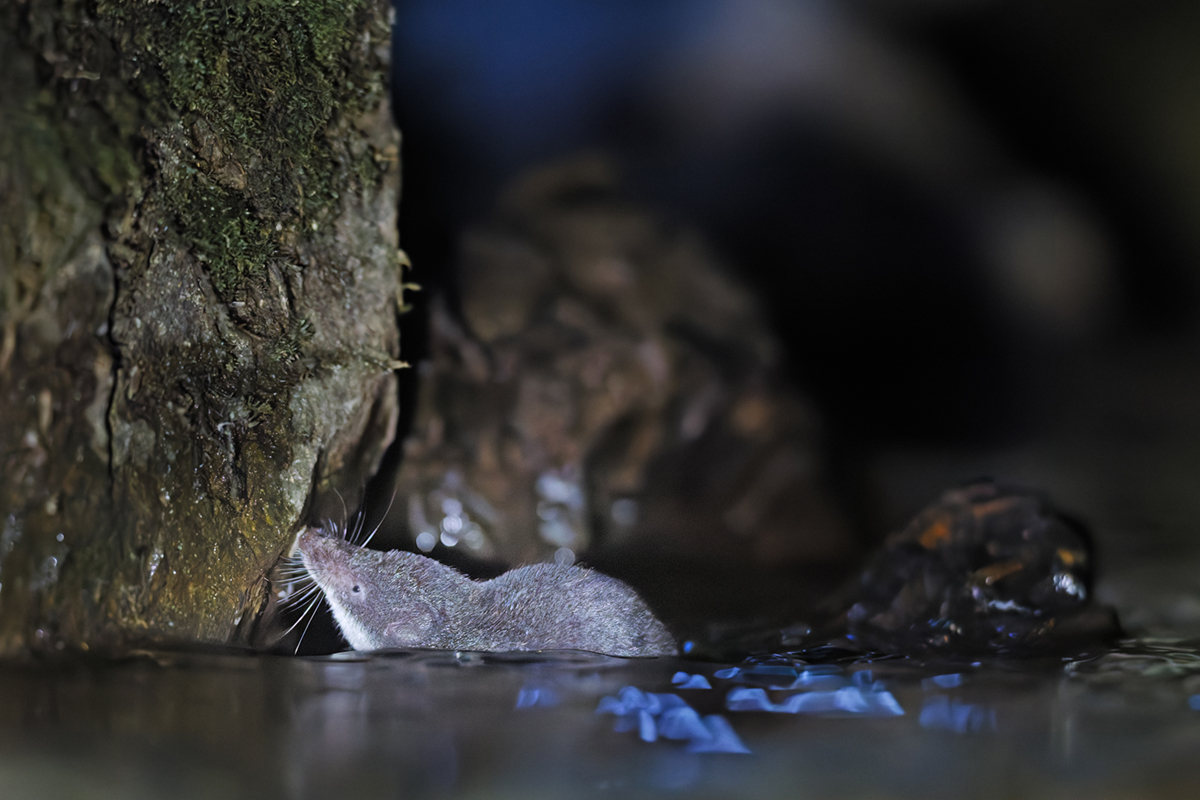 crossope aquatique neomys nuit