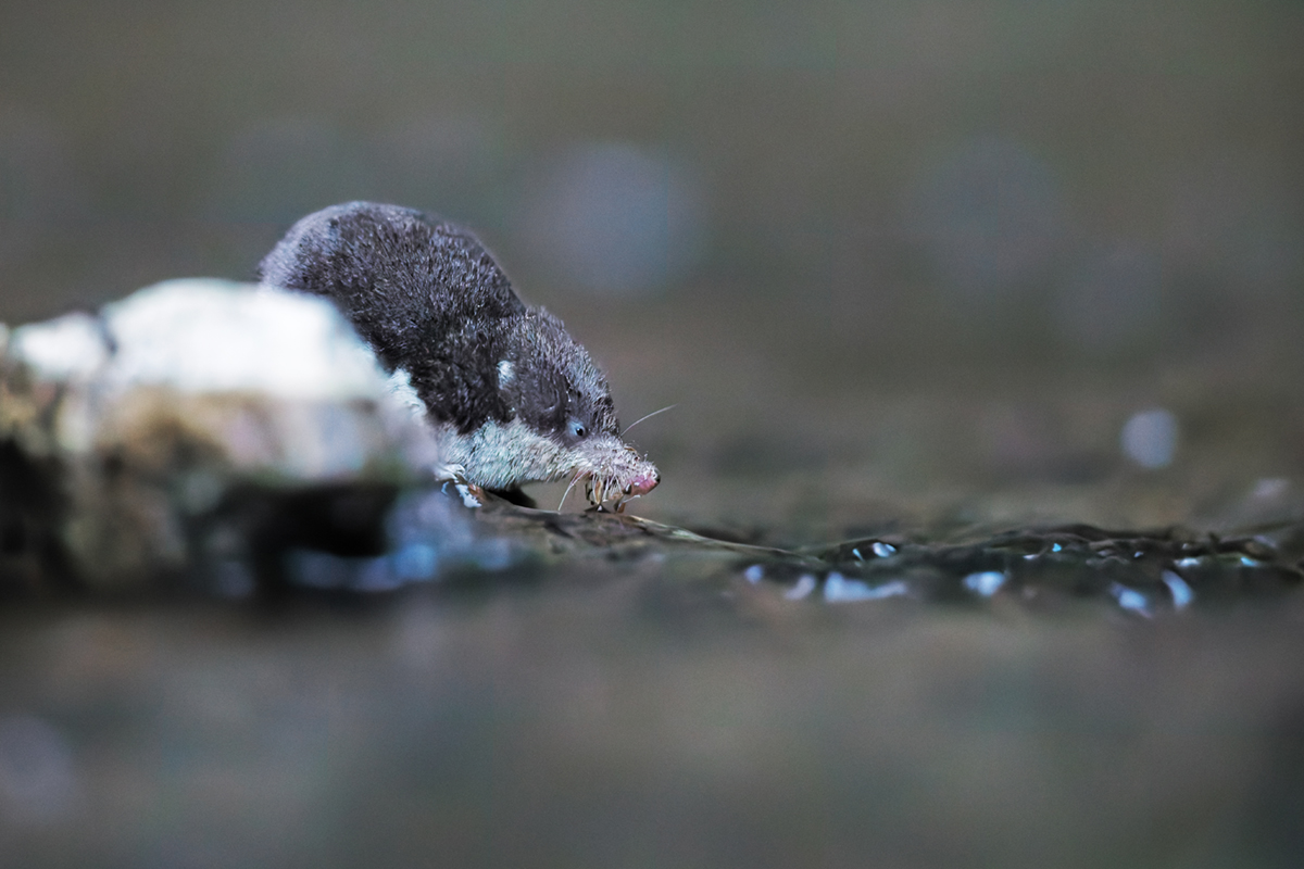 crossope aquatique neomys plonge