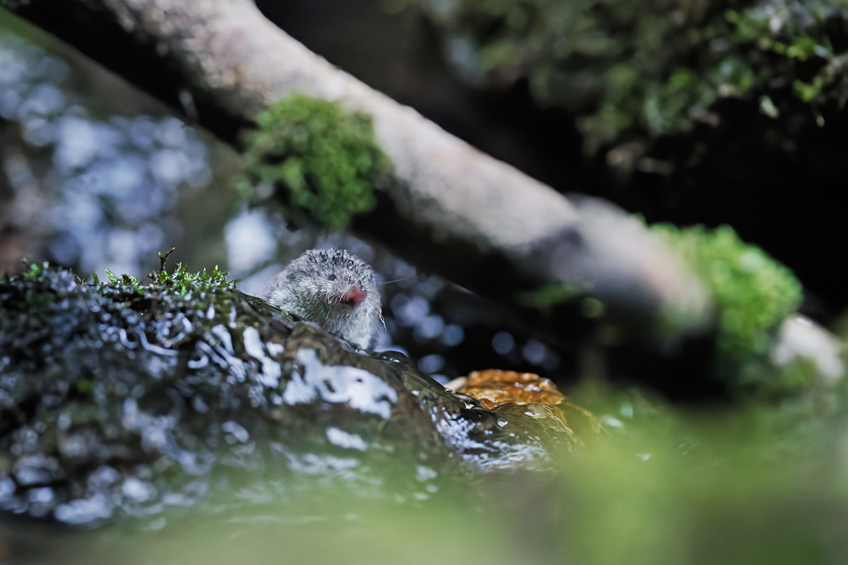 musaraigne aquatique neomys jura ruisseau