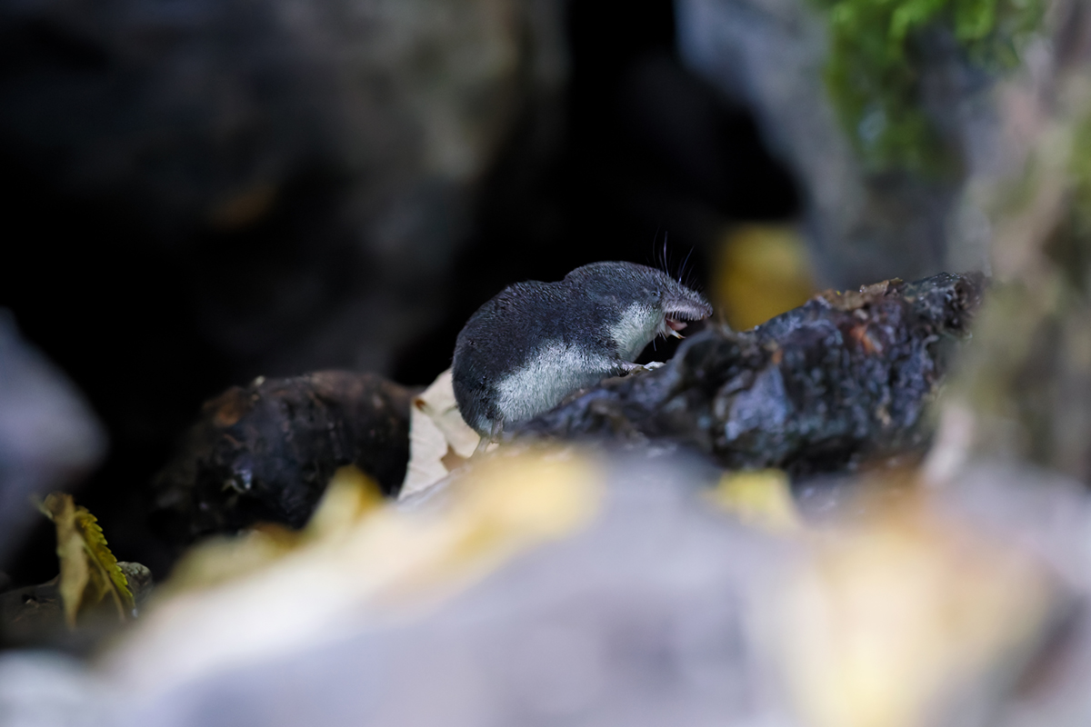 musaraigne aquatique neomys jura ruisseau rochers