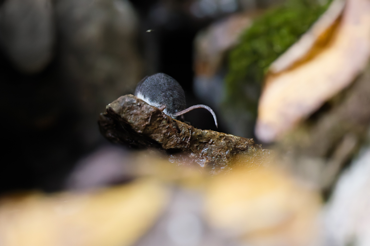 musaraigne aquatique neomys fodiens photographies ruisseau