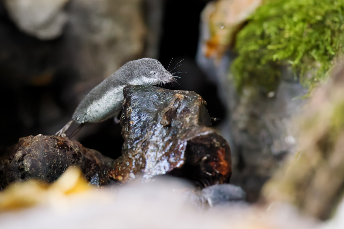 musaraigne aquatique neomys fodiens photographies ruisseau