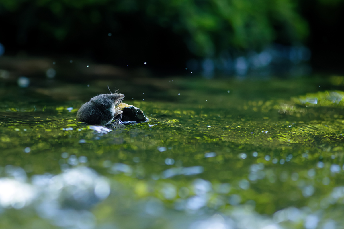 musaraigne aquatique neomys fodiens photographies ruisseau