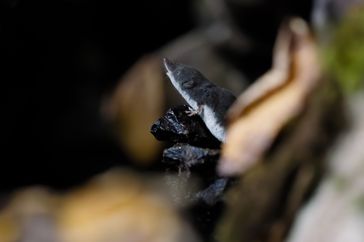 musaraigne aquatique neomys fodiens odorat