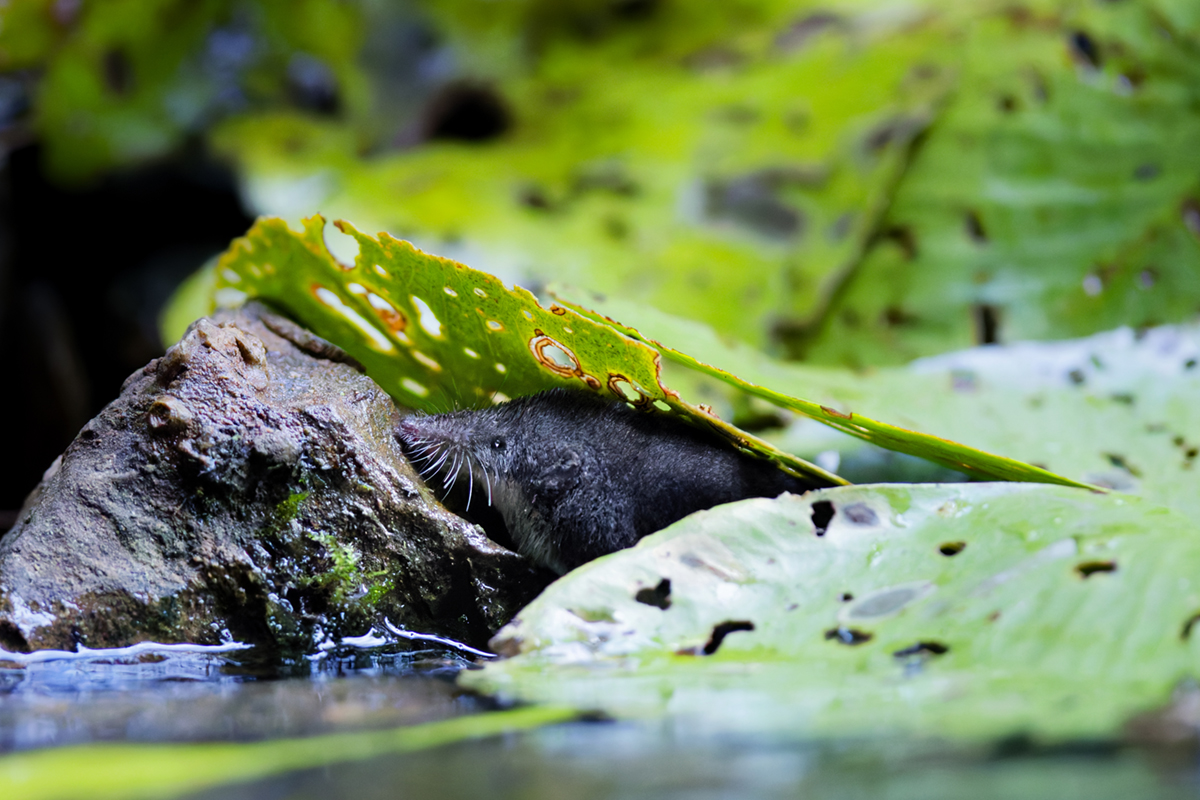 musaraigne aquatique neomys fodiens nenuphars