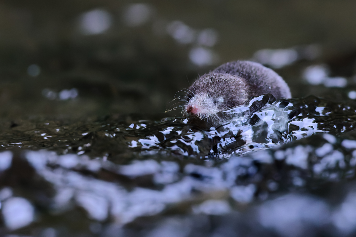 musaraigne aquatique neomys fodiens photographies courrant