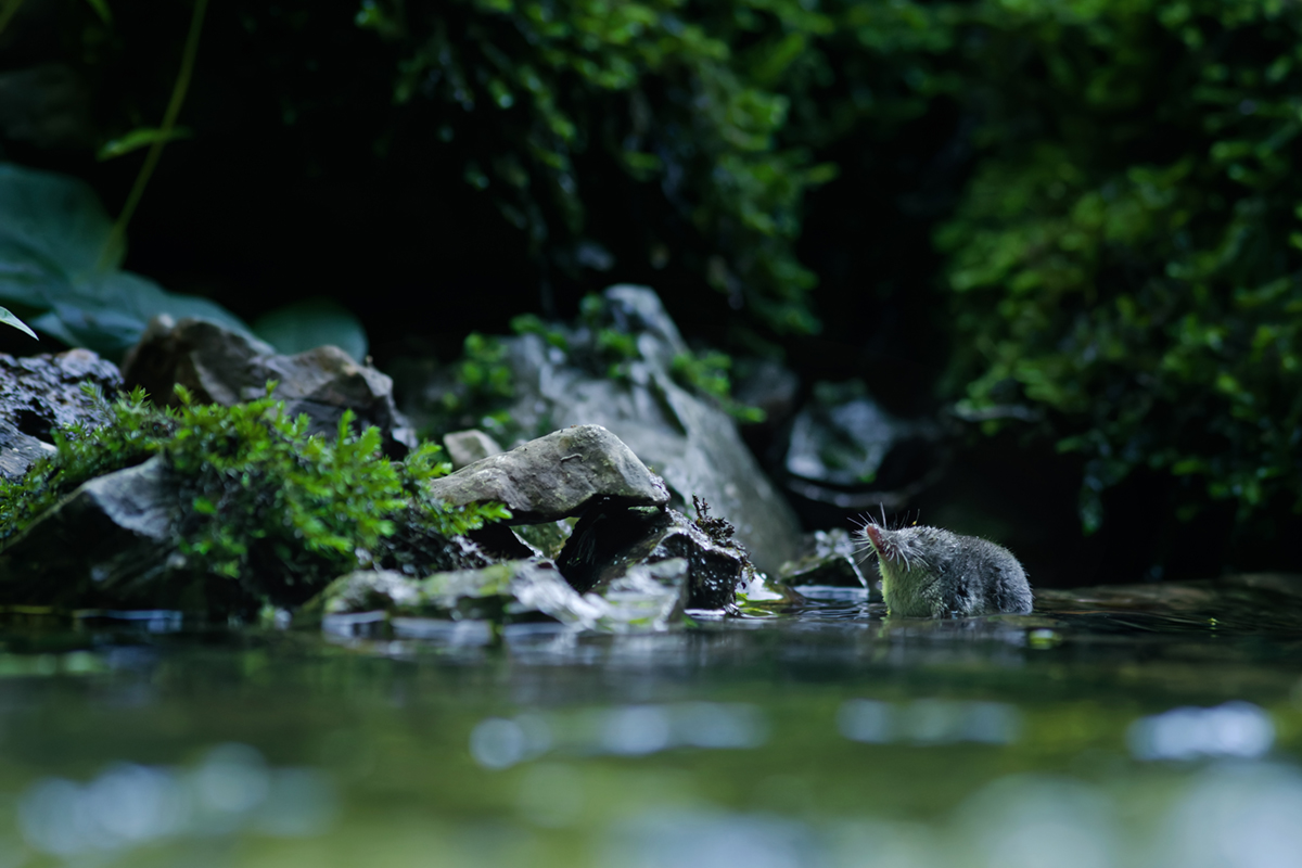 musaraigne aquatique neomys fodiens nage