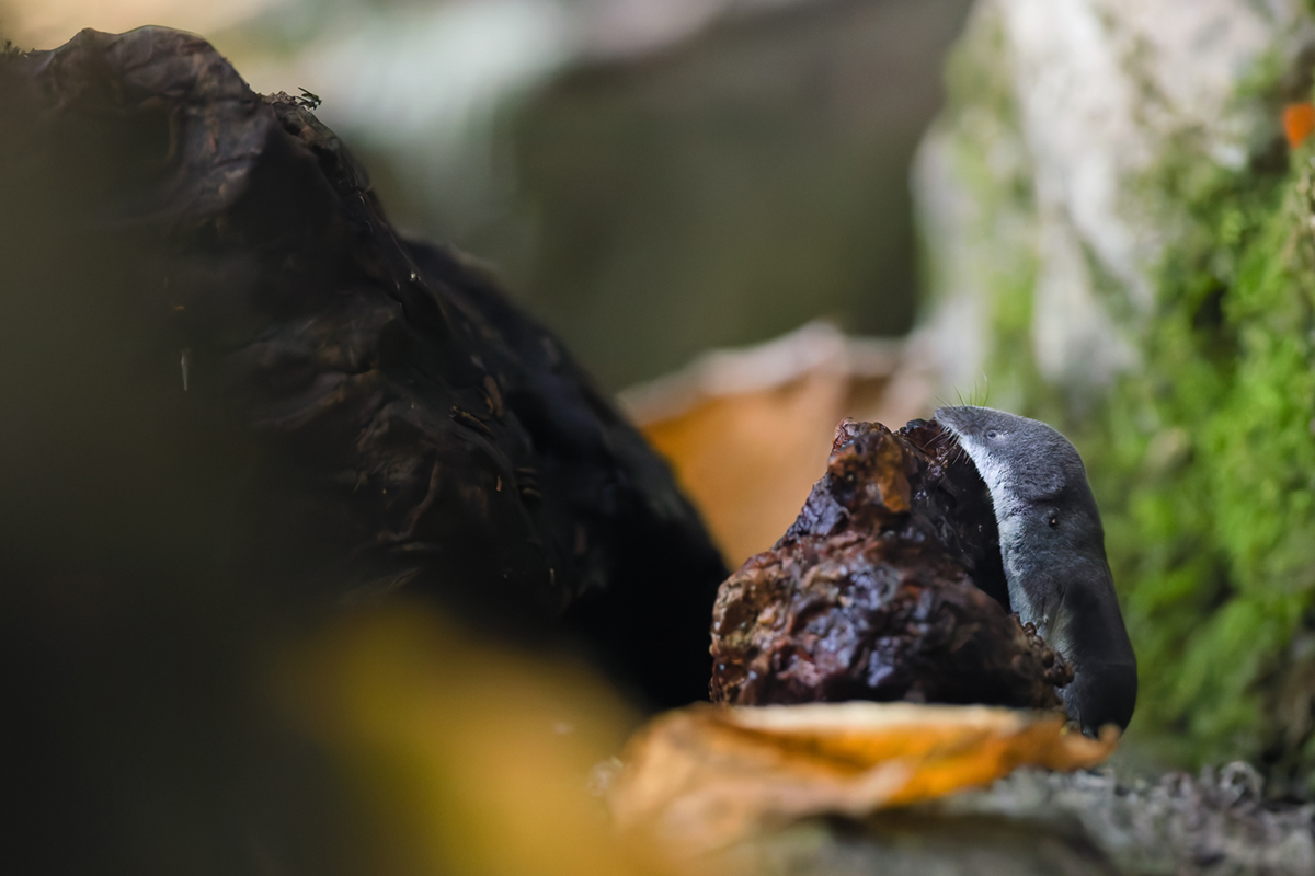 musaraigne aquatique neomys fodiens photographies ruisseau