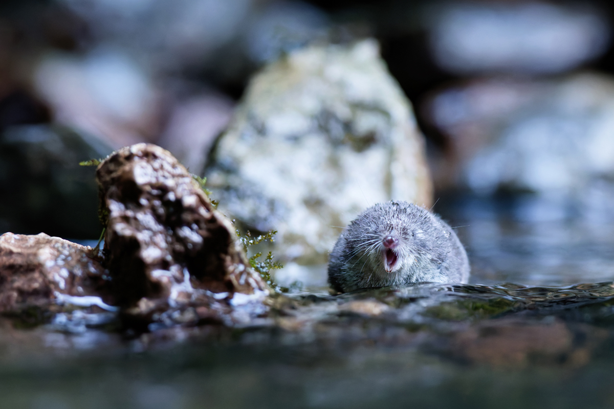 musaraigne aquatique neomys fodiens vibrisses