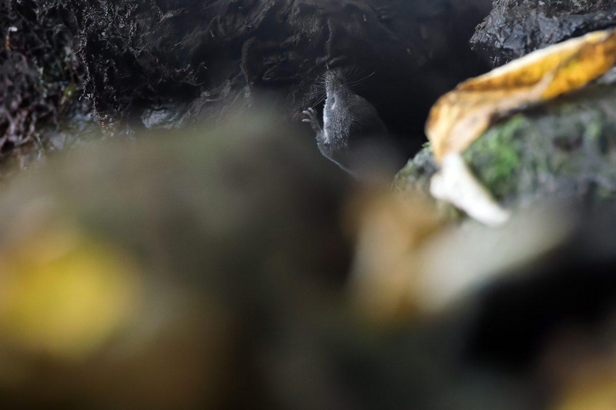musaraigne aquatique neomys fodiens photographies ruisseau