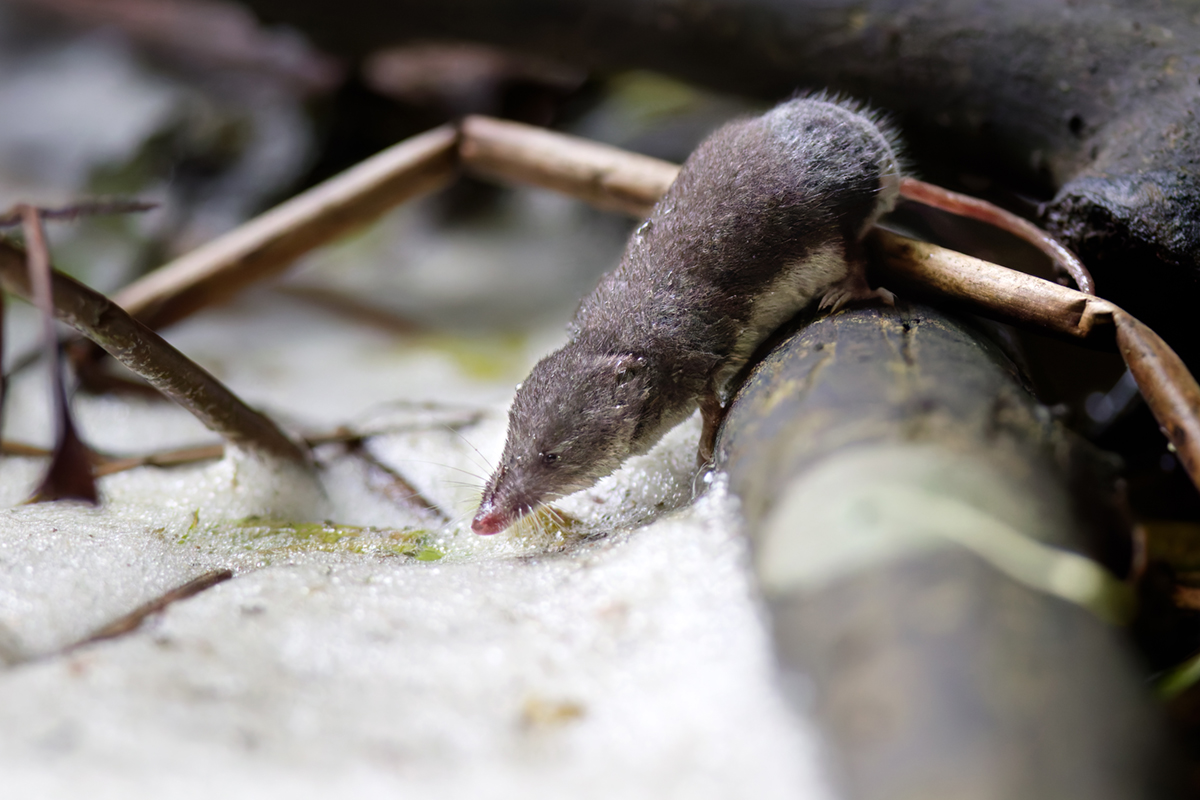 musaraigne aquatique neomys fodiens crues