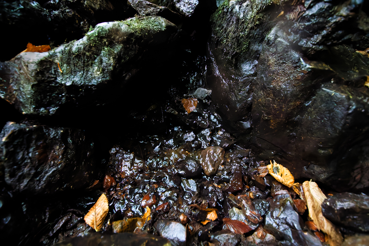 crossope aquatique neomys jura ruisseau
