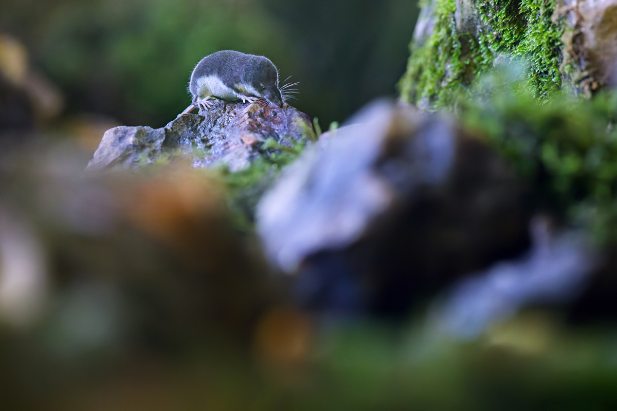musaraigne aquatique neomys fodiens grimper