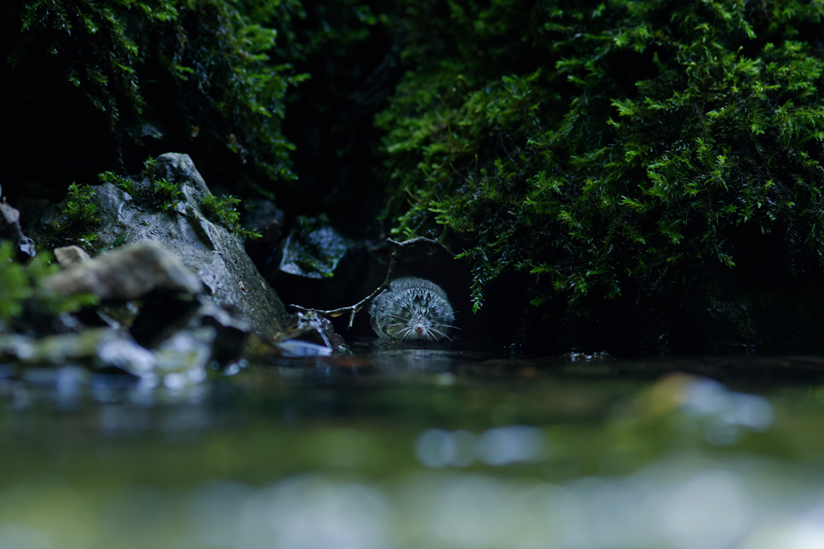 musaraigne aquatique neomys fodiens photographies ruisseau
