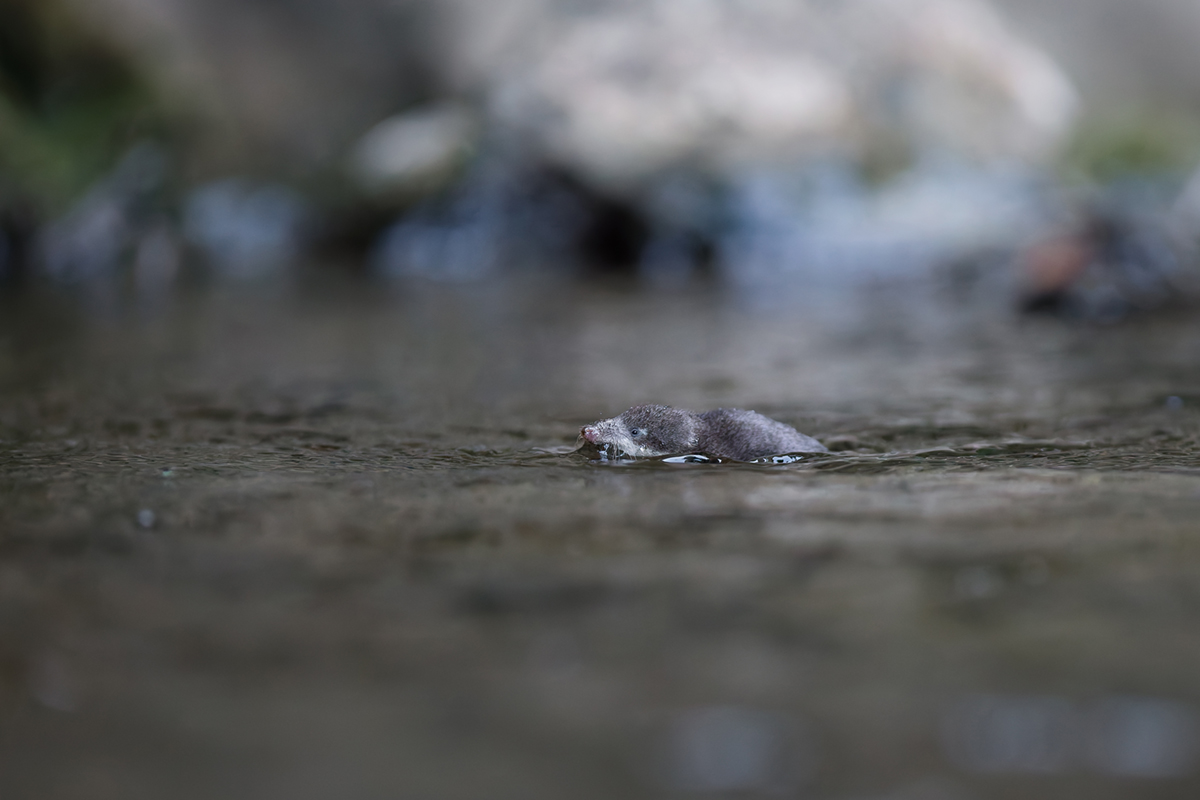 musaraigne aquatique neomys fodiens nage photo