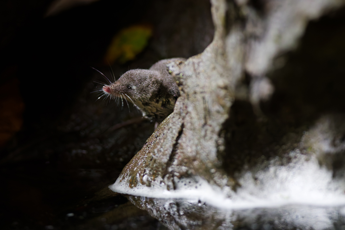 musaraigne aquatique neomys fodiens photographies ruisseau