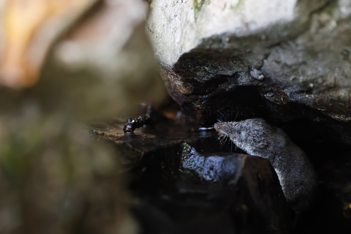 musaraigne aquatique neomys fodiens photographies ruisseau