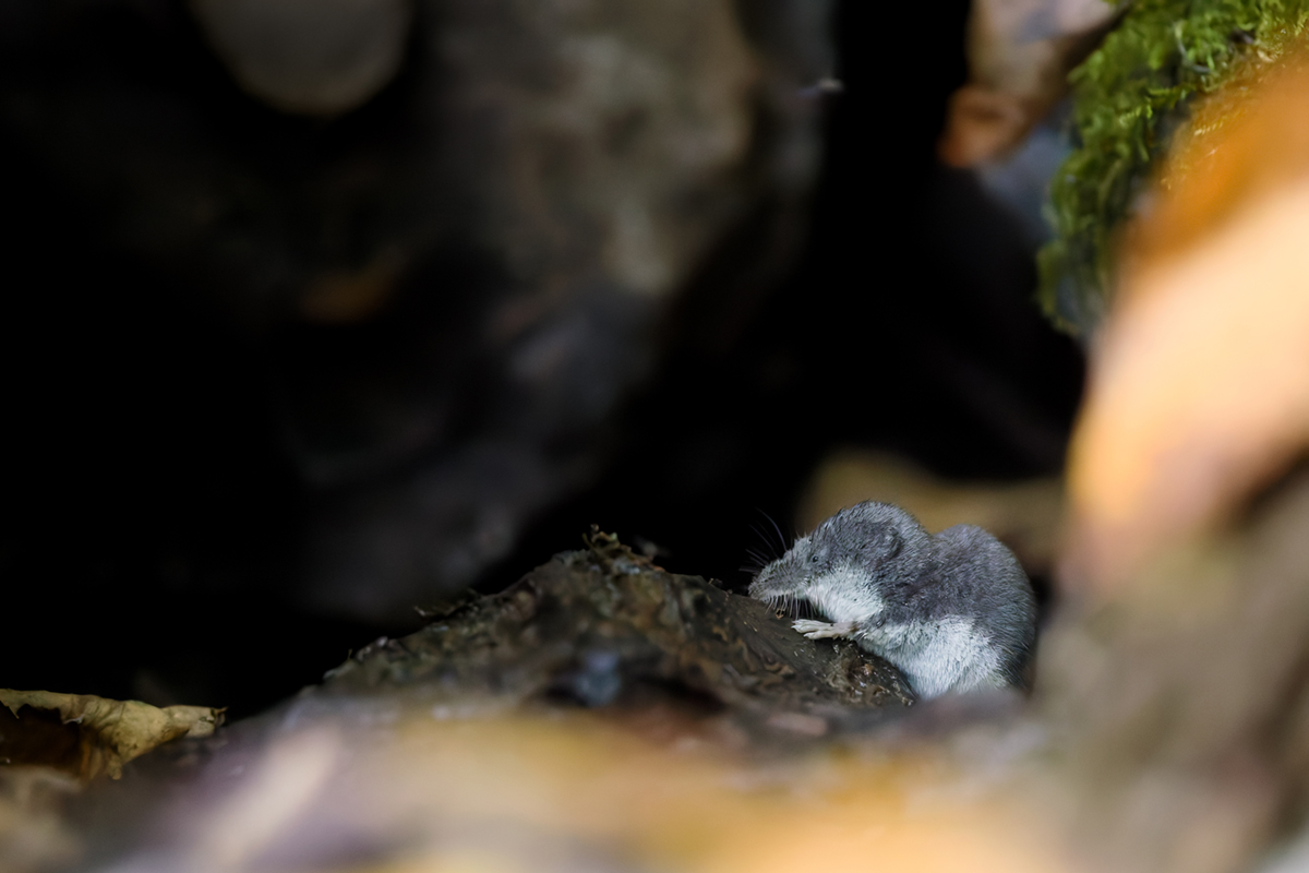 musaraigne aquatique neomys fodiens photographies ruisseau