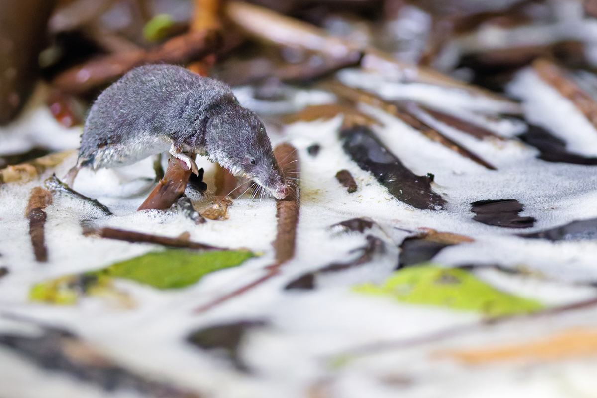musaraigne aquatique neomys fodiens crue écume