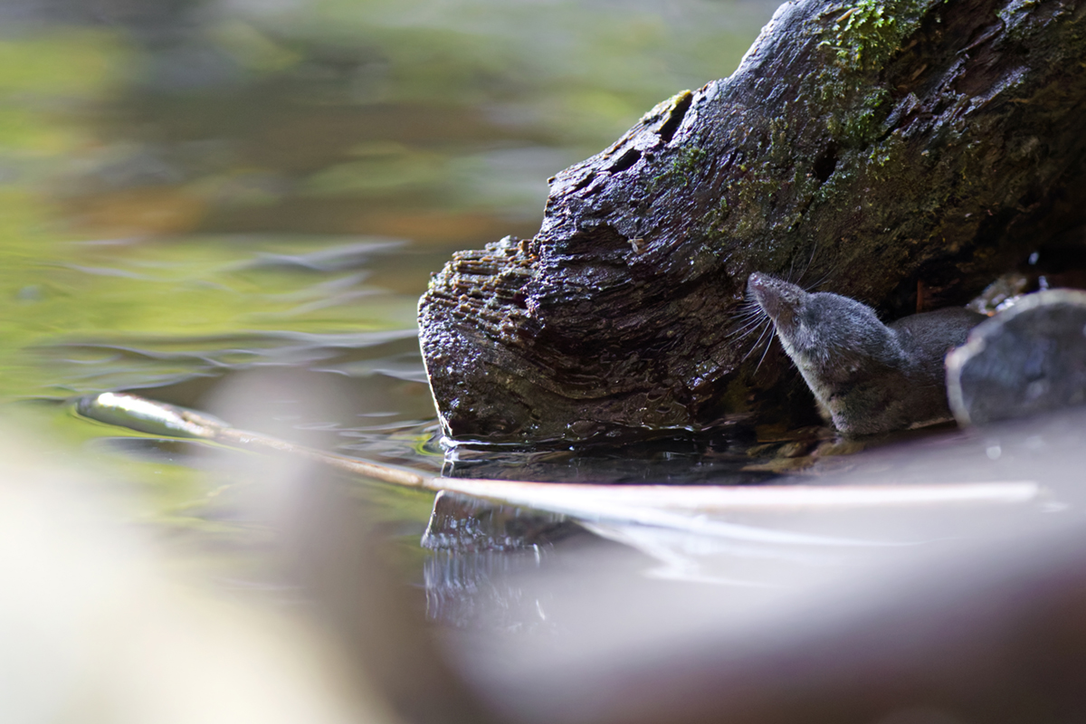 musaraigne aquatique neomys fodiens photographies ruisseau