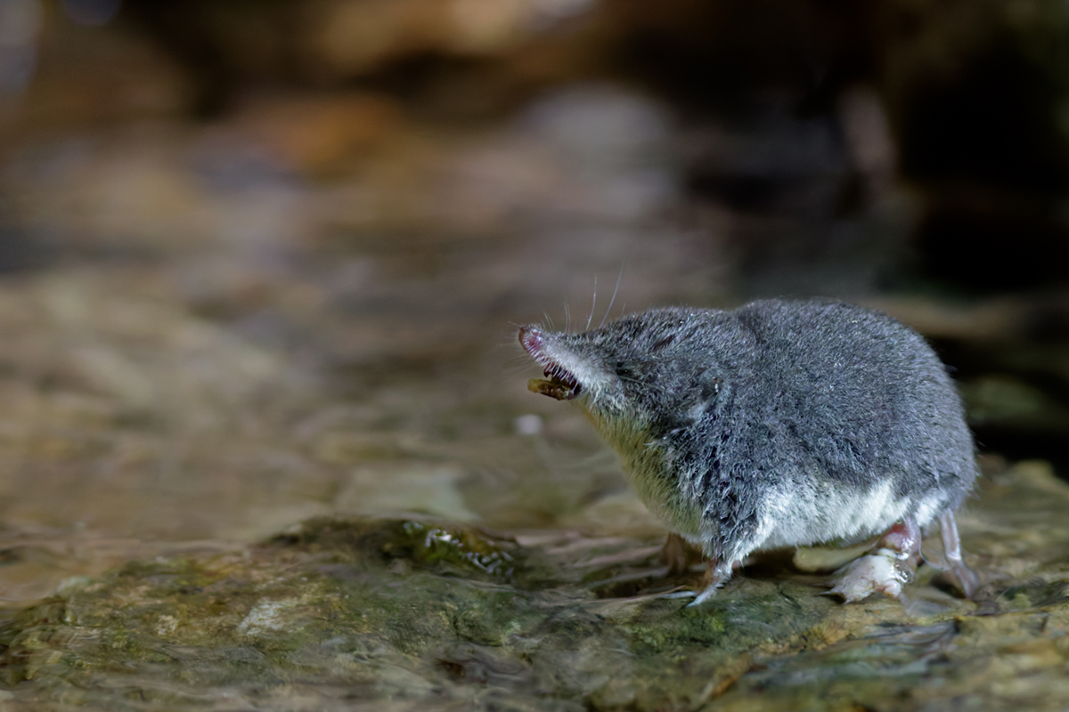 musaraigne aquatique neomys fodiens photographies ruisseau