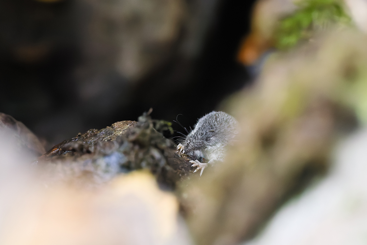 musaraigne aquatique neomys fodiens photographies ruisseau