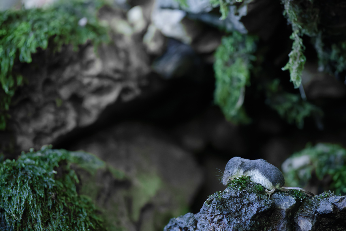 musaraigne aquatique neomys fodiens photographies ruisseau