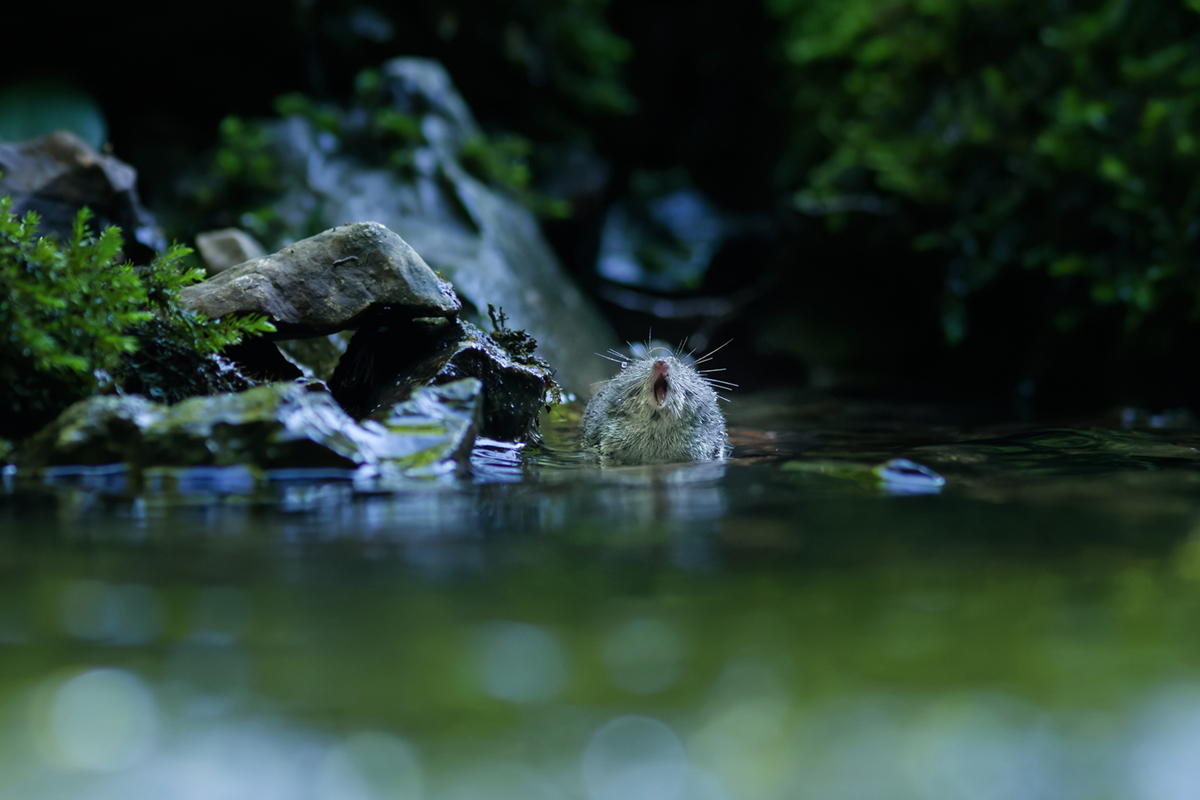 musaraigne aquatique neomys fodiens photographies ruisseau