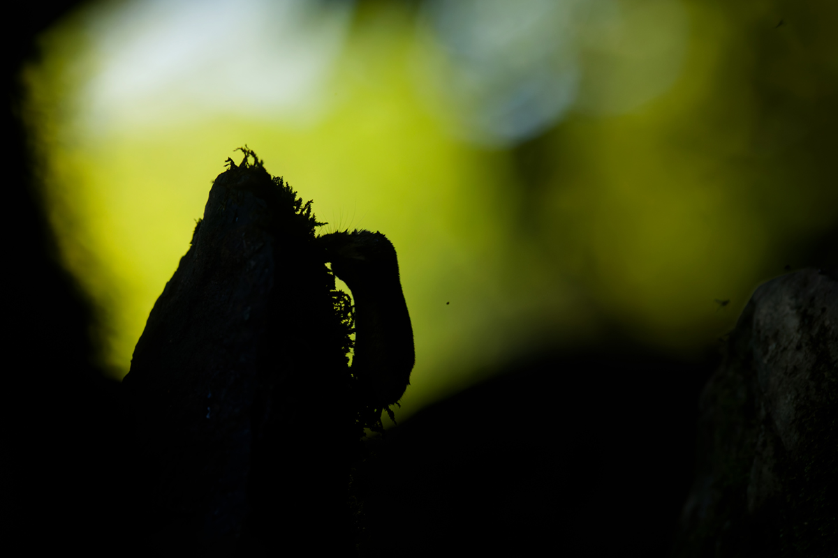 musaraigne aquatique neomys fodiens photographies ruisseau