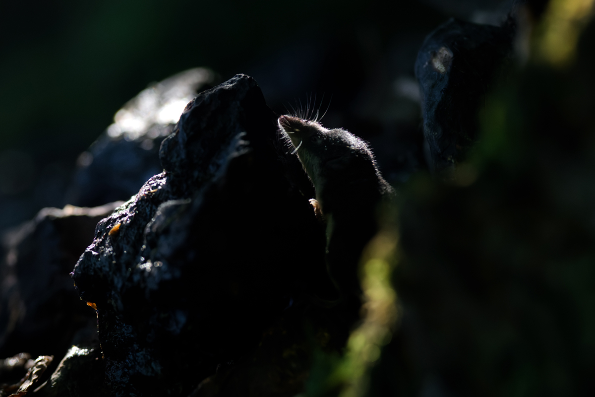 musaraigne aquatique neomys fodiens photographies ruisseau